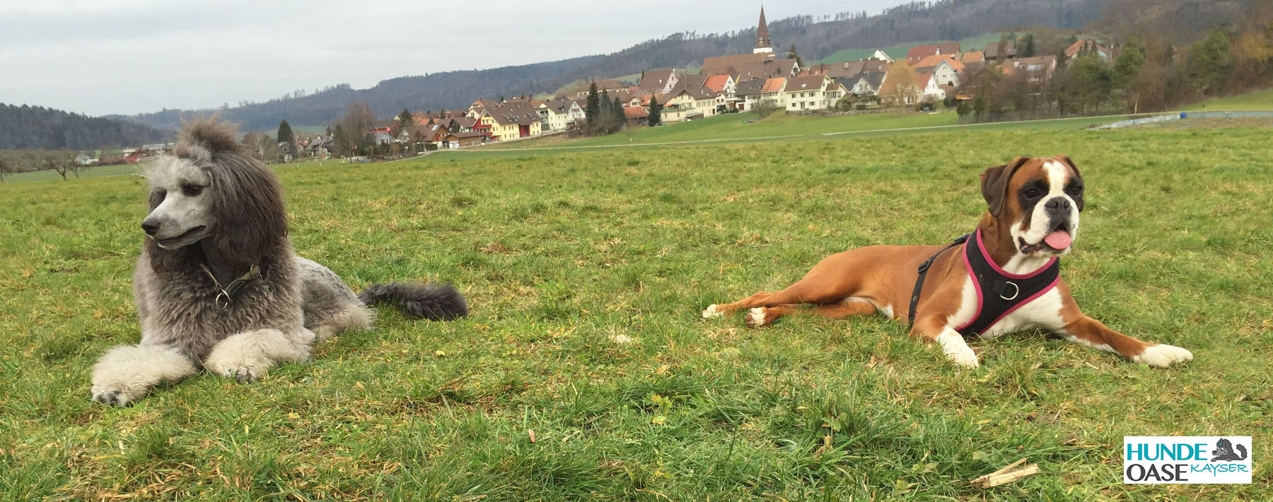 Hundebetreuung und Spazieren mit Hunden